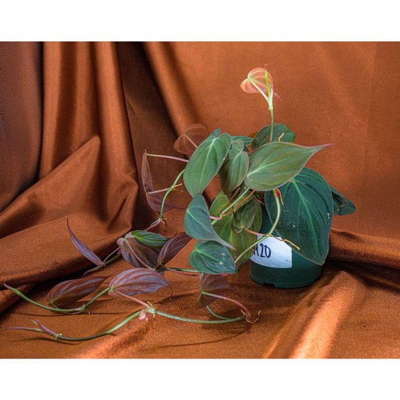 Philodendron Micans 4" US Seller Potted RARE Philo - Picture 2 of 2